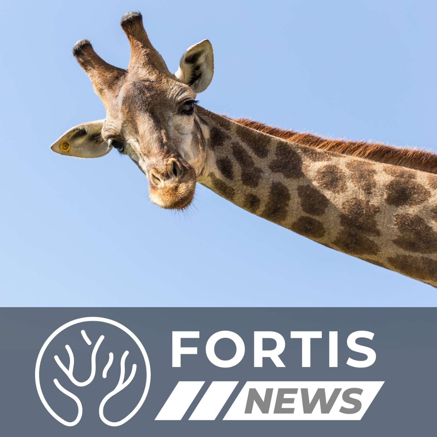 TALL PEOPLE ARE NOW OPPRESSIVE